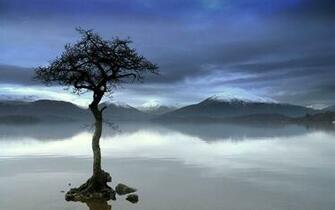 Wallpaper Lonely Tree Photography