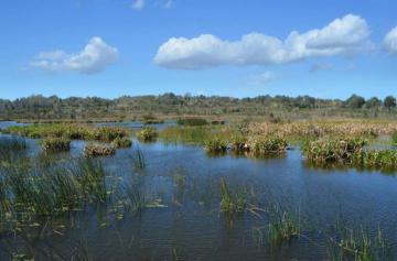 Marsh Wetlands Background Stock Photo Fave By Annamae22 On