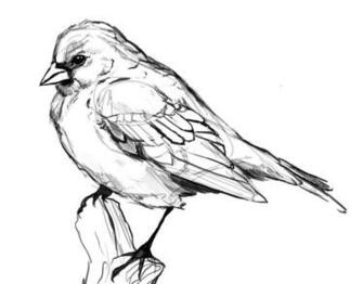 Bird Drawings Wallpaper Jleb