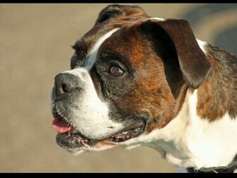 Tag Boxer Dog Wallpaper Image Photos Pictures And Background