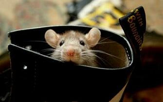 Beautiful Cute Mouse In Shoes Wallpaper HD
