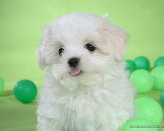 Maltese Puppy Puppies Wallpaper White