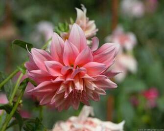 Desktop Wallpaper Flowers Background Hybrid Dahlia