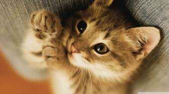 Cute Lazy Kitten Wallpaper