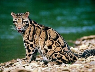 Clouded Leopard Wallpaper