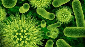 Bacteria Wallpaper Top Background