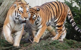 Tiger HD Wallpaper Desktop Image
