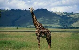 Giraffe Achtergronden Dieren HD Wallpaper Foto Jpg