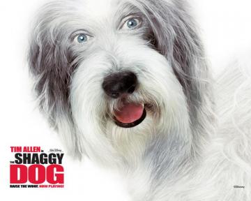 The Shaggy Dog Wallpaper Wallpoper