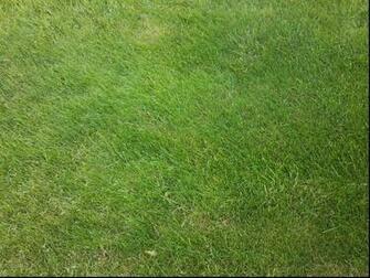 Green Color Wallpaper Grass