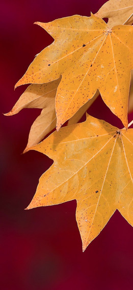 Autumn Foliage Wallpaper