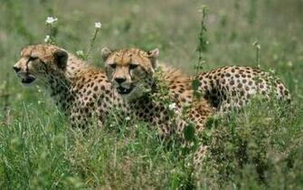 Tag Wildlife Wallpaper Background Photos Pictures And Image For