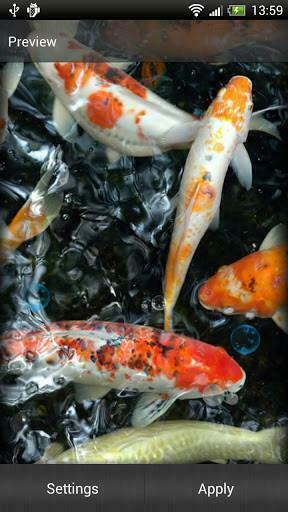 Koi Fish Live Wallpaper S Jpg