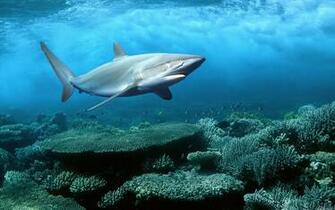 Animals Image Ocean Wallpaper Photos