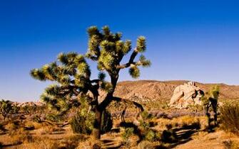 Joshua Tree National Park HD Wallpaper All