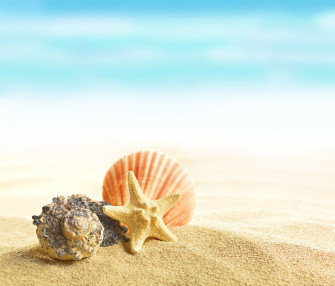 Starfish And Shell At The Beach Summer Sand Shells
