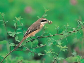 Bird Wallpaper
