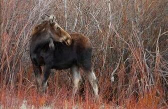 Moose Computer Wallpaper Desktop Background Id