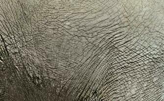 Elephants Elephant