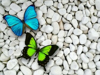 Blue Green Butterfly And Stone Contrast Wallpaper Background