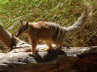 Numbat Wallpaper And