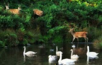 Wallpaper Birds Nature Shore Duck Deer Swan Swans