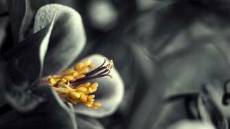 Wallpaper Flower Black White Gray Yellow HD