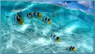 Live Screensavers Widescreen HD Wallpaper