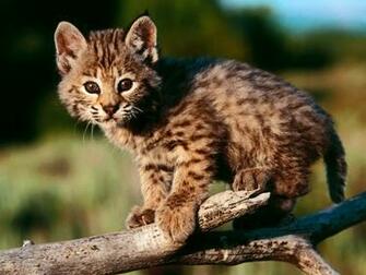 Cute Kittens Image Wallpaper HD And Background Photos