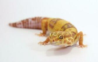Leopard Gecko Wallpaper