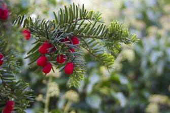 Winter Berry Wallpaper HDwallpaperdesign