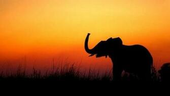 Elephants Wallpaper Elephant Sunset Pixdaus