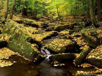 Allegheny State Park In Fall New York