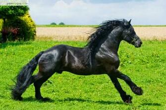 Friesian Wallpaper