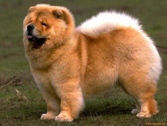 Cute Chow Dog Photo And Wallpaper Beautiful