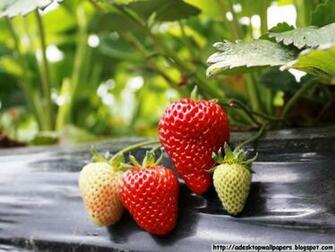 Strawberry Fruit Desktop Wallpaper Pc