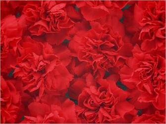 Red Carnation Flowers Wallpaper