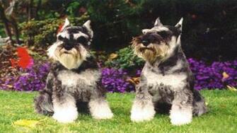 Wallpaper Background Dogs Near Purple Flowers Desktop Background