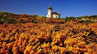 Yellow Wildflowers And Lighthouse HD Wallpaper