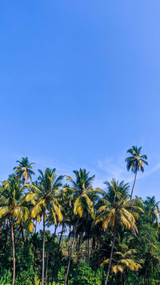 Coconut Tree HD Live Wallpaper
