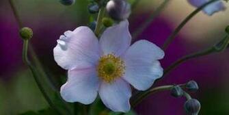 Anemone Wallpaper Sa