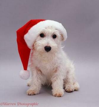 Westie Wallpaper