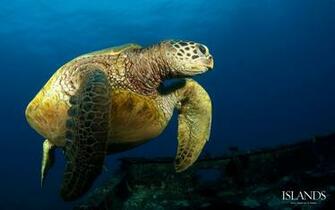 Snorkeling Snorkel Background Scuba Desktop Background Wallpaper