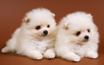 Cute Baby Dog Wallpaper