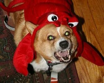Corgi Pictures Video Corgis Cute Funny Angry Lobster