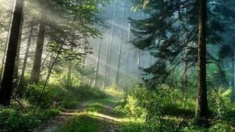 Forest Live Wallpaper Android Apps On Google Play