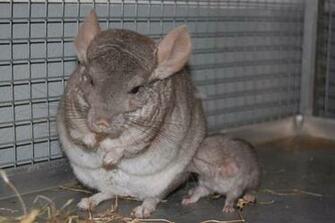 Chinchilla Newborn Baby By Lilchilla21