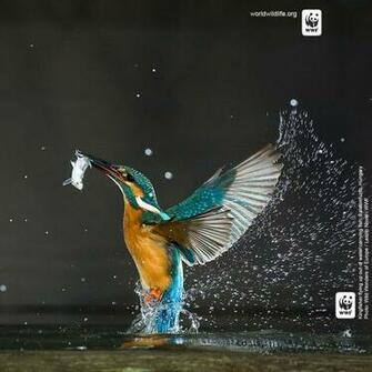 Wwf iPad Wallpaper Gallery World Wildlife Fund