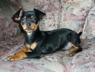 Pinscher Puppy Photo And Wallpaper Beautiful Doberman