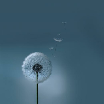 Samsung Galaxy Siii S3 Dandelion Wallpaper By Kingwicked